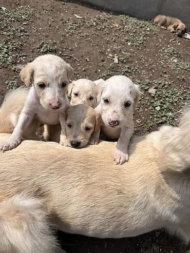 собака чихуахуа: Тайган кучук Бир ай чиста кровный — 4