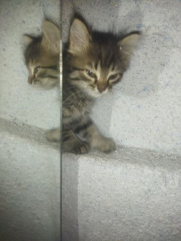 котики в оше: Мый мый 1,5айлык,тентек таза жуунуп турат жума сайын ким жакшы карайм — 8