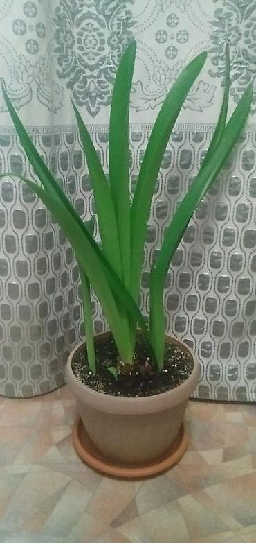 дешевые цветы в бишкеке: Продаю комнатные цветы. шефлера 1500, Папоротник 1000, гипеаструм — 2