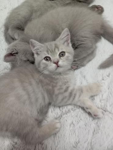 бенгальский котенок: Продаём котят (мальчики и девочки). Вислоухие (скотиш фолд) стоячие — 6