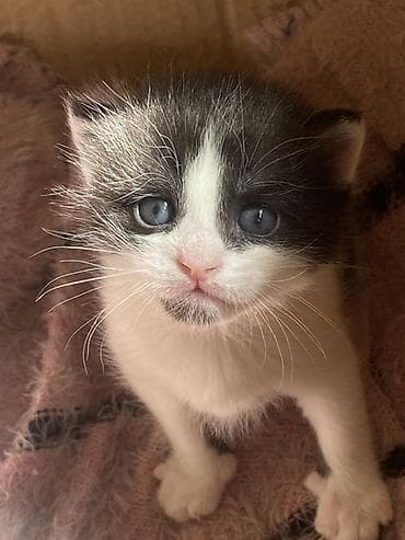 кошка шотланская: Отдам котят в добрые руки 🐾 Ищем заботливых хозяев для трёх — 10