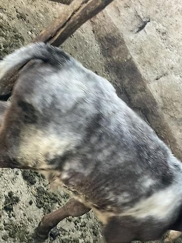 корова джерси: Продаю | Корова (самка) | Швицкая | Для молока | Привязанные — 6