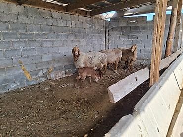 Үй жаныбарлары үчүн товарлар: Сатам | Кочкор (эркек) | Арашан | Бооз, Ургаачы — 5