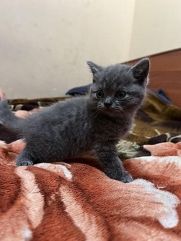 британская короткошёрстная кошка цена: Продаются шотландские короткошёрстные котята, окрас темный графит и — 5
