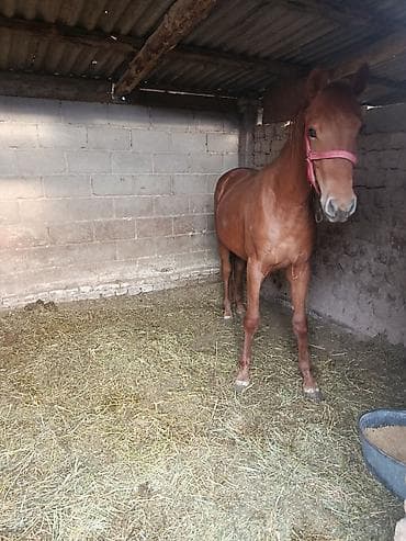 черный принц петух: Продаю | Жеребец | Полукровка | Конный спорт — 5