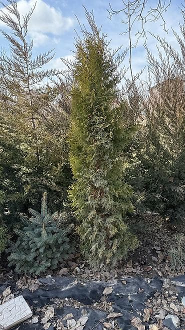 жылга сай арча бешик: Можжевельник коллоновидный - от 2х метров (4000 сом) Можжевельник — 7