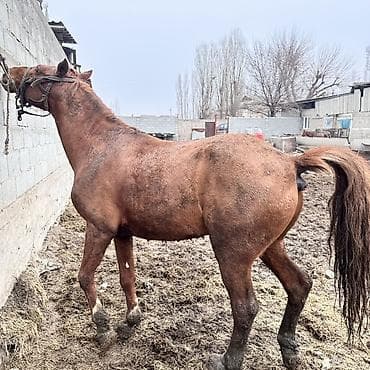 сколько стоит верблюд в сомах: Продаю | Жеребец | Рабочий — 5