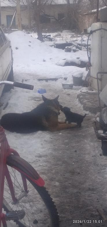 щенки сембернара: Овчарка, 1 месяц, Самка — 9