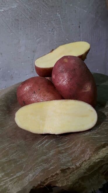 порошок из дождевых червей купить: Удобрение Самовывоз — 9