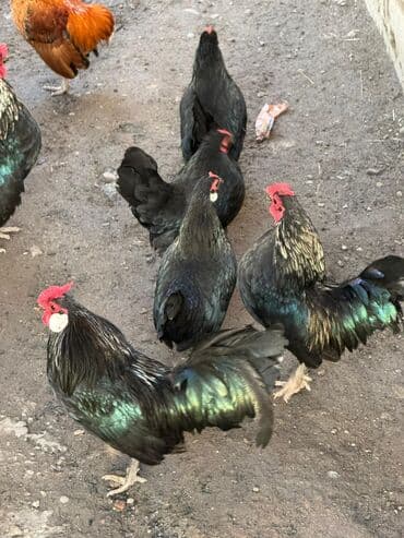 Продаю | Куры, Петух