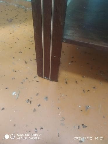 чистка квартиры от тараканов: Таракан хлоп курт кумурска даарылайбыз. Кафе магазин двор квартира — 2