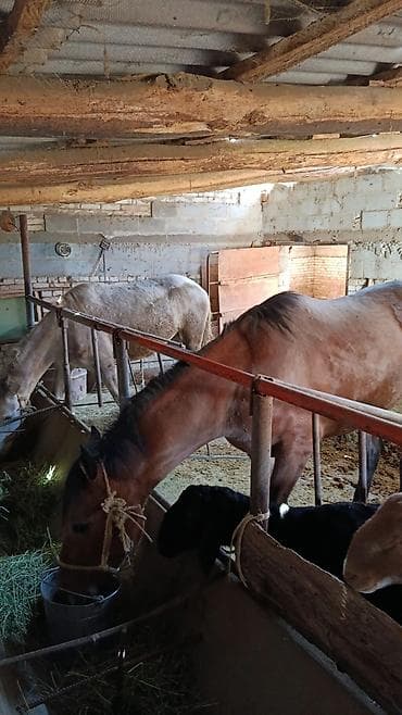 продаю мёд: Продаю | Кобыла (самка) | На забой — 4