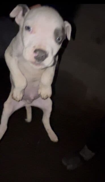 Питбуль, 1 месяц, Самец at lalafo.kg Питбуль, 1 месяц, Самец