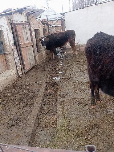 Коровы, быки: Продаю | Тёлка | Алатауская, Швицкая | Для разведения, Для молока | Отела не было — 6