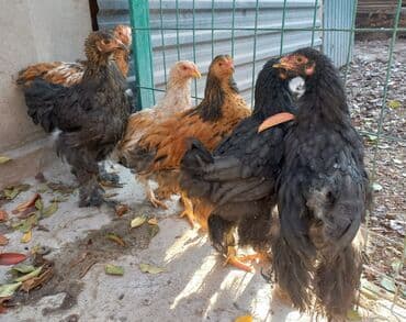 ит доберман: Продаю | Куры | Брама — 3