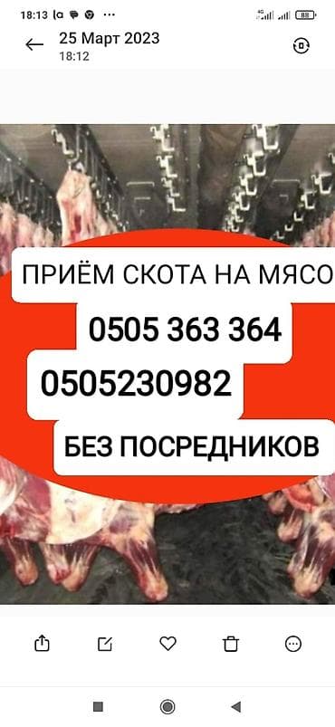 Частное лицо, Колбасный цех : Коровы, быки, Лошади, кони, Другие с/х животные, | Круглосуточно, Любое состояние, Забитый