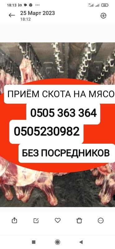 сх животные и товары: Куплю | Коровы, быки, Лошади, кони, Другие с/х животные | Круглосуточно, Любое состояние, Забитый — 1