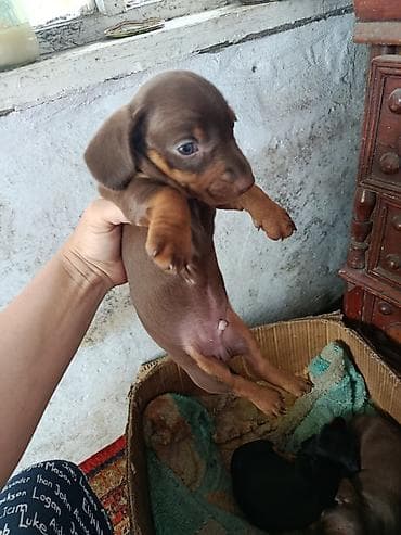 порода такса: Щенки таксы, гладкошерстные, стандарт/мини - Окрас: шоколад с — 2