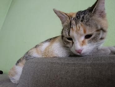 Продажа кошек: 8 месяцев, Девочка, Черепаховый — 3