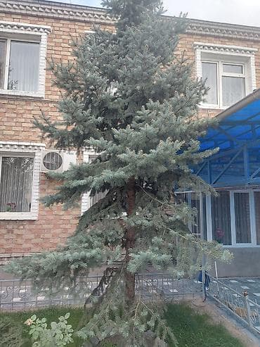 новый дом: Дом, 220 м², 6 комнат, Собственник, Евроремонт — 2