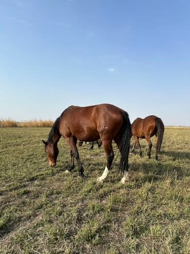 тюк пресс: Продаю | Жеребенок, Кобыла (самка), Жеребец | Кара Жорго | Для разведения, На забой, Рабочий — 28