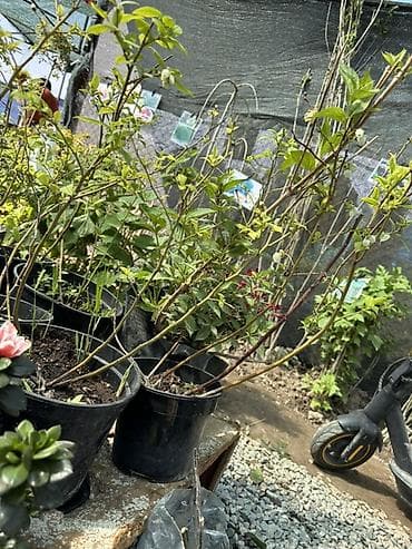 растет ли голубика в кыргызстане: Саженцы голубики в контейнерах - Культура: высокорослая голубика — 3