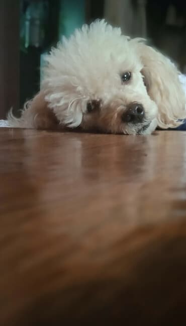 Вязка собак: Вязка: Пудель, Самец, Более 5 лет, С прививкой — 5