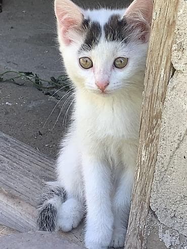 кошка арча бешик: Кошка даром: Беспородная, 1 месяц, Девочка — 2
