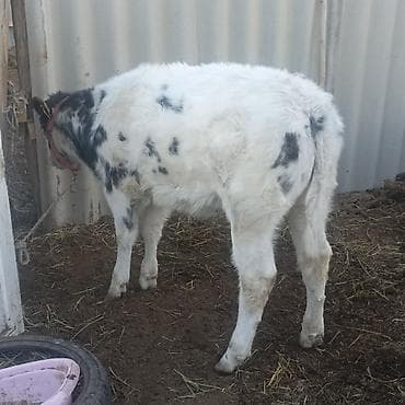 Үй жаныбарлары үчүн товарлар: Сатам | Музоо | Бельгия | Бордоп семиртүү үчүн — 10