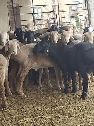 белые кролики: Продаю | Овца (самка) | На забой — 10