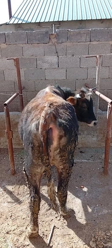 утки цена: Продаю | Корова (самка) — 7