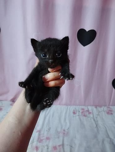 шпионские кошки: Отдаем котят в добрые руки — 3