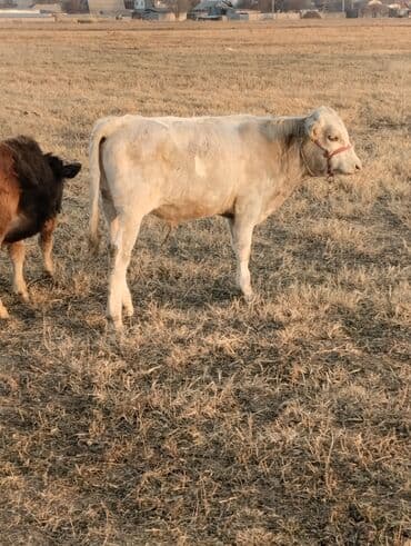 собаки бишкек: Продаю | Бык (самец) | Полукровка | На откорм — 1