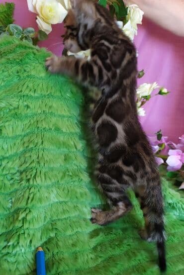 леопардовая кошка цена: Бенгальские котята !!! домашние. мини леопардики. Друзья у нас — 8