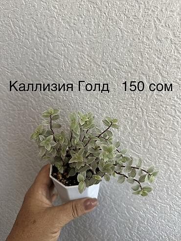 Каланхоэ: Укорененные черенки. 8мкр — 6