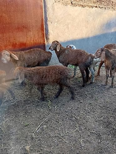 бараны матки: Продаю | Овца (самка) | Для разведения | Матка — 2