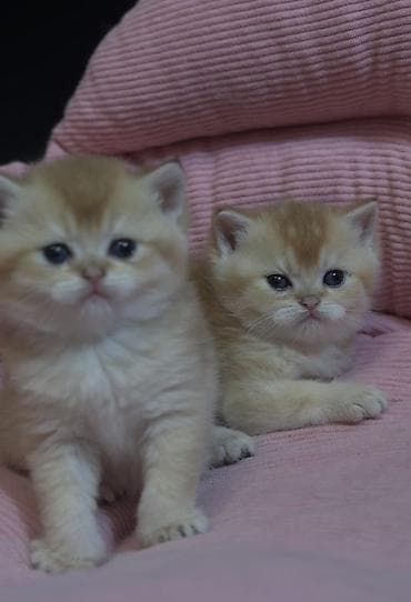 оптом корм для кошек: РАНЕЕ БРОНИРОВАНИЕ ОТКРЫТО Британские короткошёрстные котята — 3