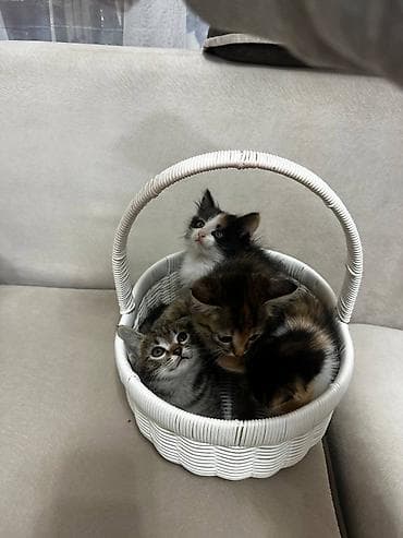 сухое молоко для котят: Кошка даром: Беспородная, 2 месяца, Мальчик, Приучена к лотку — 9