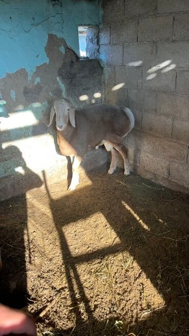 продажа домашних животных: Продаю | Баран (самец) | Для разведения | Осеменитель — 3