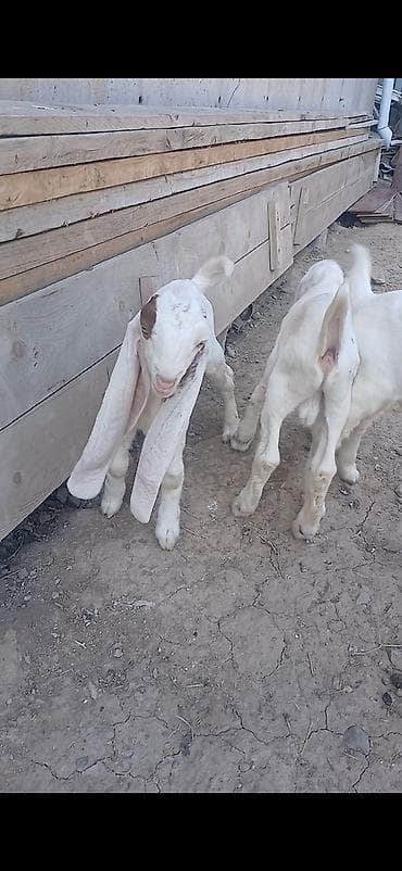 токмок котята: Сатам | Улак | Камори | Көбөйтүү үчүн, Сүт алуу үчүн | Асыл тукумдуу, Жасалма жол менен боозутуу — 5