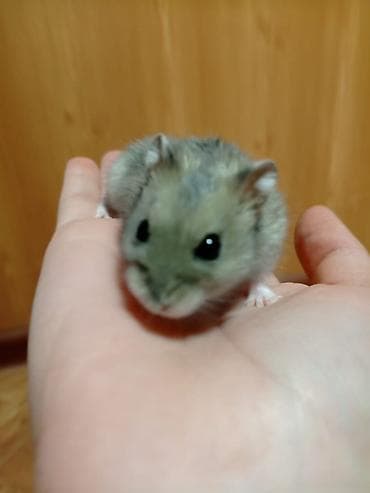грызун: Карликовые хомячки (джунгарики) - Разные окрасы: светлый жемчужный — 2