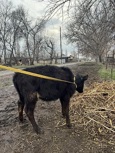 тай нарын: Продаю | Музоо, торпок | Алатауская | На забой, Для молока | Отела не было — 2