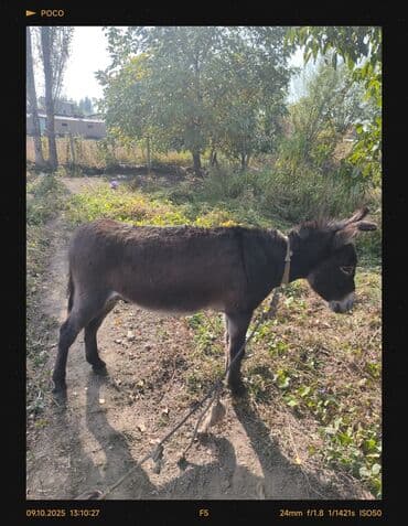 собаку в добрые руки: Ишак — 2