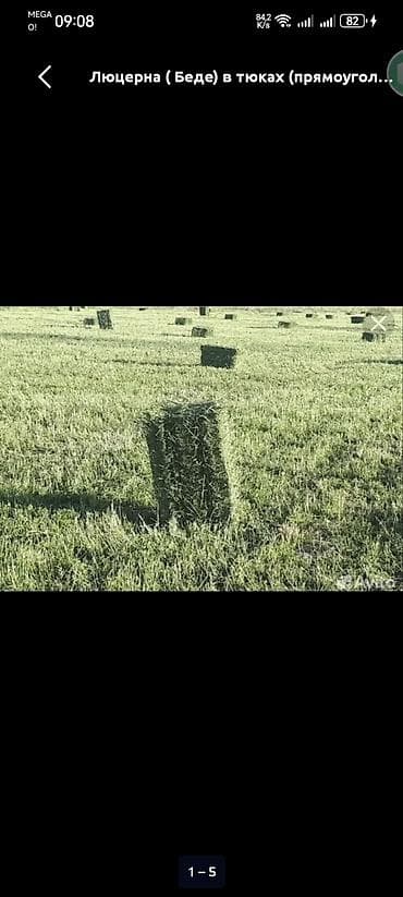 С/х животные и товары: Люцерна (беде) в тюках — прямоугольные тюки. Кормовая люцерна — 1