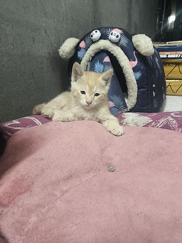 Кошки: Котята домашние в добрые руки!!!!!, помёт из двух малышей: - Черный — 4