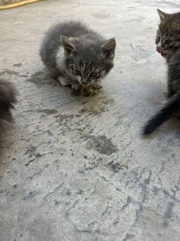 возьму котят: Забери котят! Котята, домашние. Несколько малышей разной окраски: - — 2