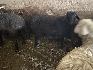 Продаю | Ягненок, Баран (самец) | Полукровка | На забой, Для разведения, Для шерсти | Осеменитель, Ярка