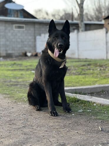 охотничье собаки: ВЯЗКА!!! Кобель немецкой овчарки ищет подругу для вязки. Чистокровный — 3