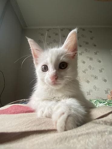 Кошка даром: Ангорская, 5 месяцев, Мальчик, Приучена к лотку — 3