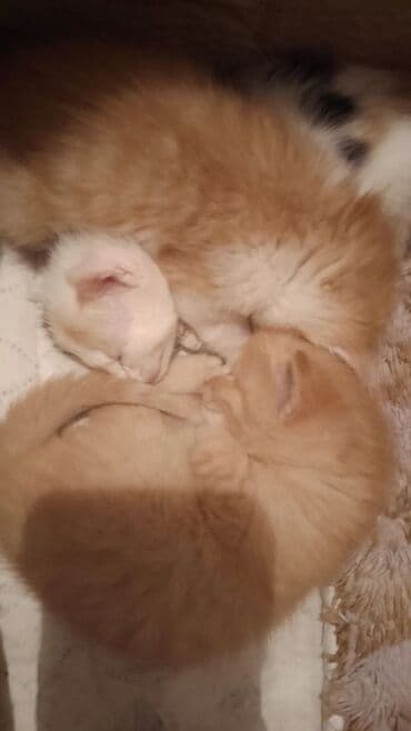 кошка мышык: Котята домашние, пушистые, на фото помёт из нескольких малышей: - — 3